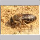 Colletes cunicularius - Seidenbiene 10.jpg